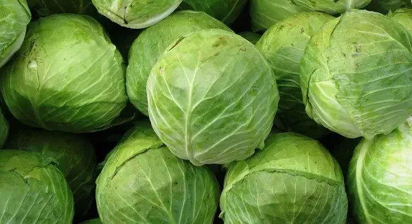 Fresh Cabbage