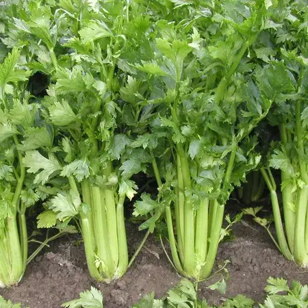 Fresh Celeries