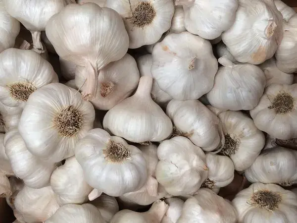 Fresh Garlic