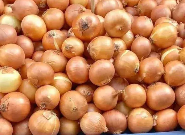 Fresh Golden Onions