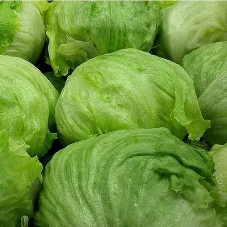Fresh Lettuce Capucci